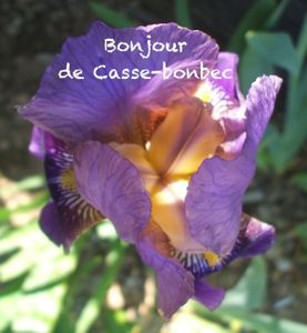 bonjour iris