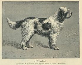 Barbet Pateveau-doc.Elaine FICHTER