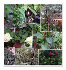 jardin3aout117h