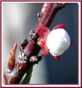 Abricot-012-0014.jpg