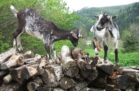 chevres-Lorraine chevre Lorraine -photo Association des Ami