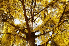 IMGP9759-Ginkgo-de-la-mairie.jpg