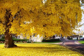 IMGP9762-Ginkgo-femelle-de-la-mairie.jpg