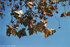 Feuilles et ciel