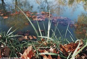 Eau feuillages