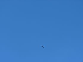 2012-09-25-Villardebelle-vautour fauve