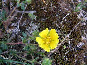 ranonculus_bulbosus_AragonCabardes_avr12