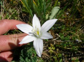 Ornithogalum_Ombellatum_Aragon Cabardes avril12