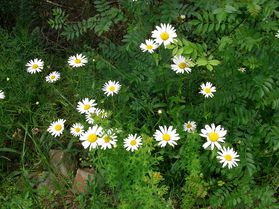 Marguerite commune Leucanthemum vulgare Berlou juin2013