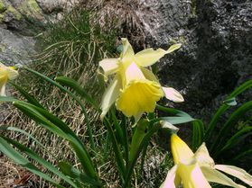 NarcisseFauxNarcisse Narcissus pseudonarcissus juin14 Les A