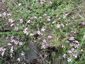 Saponaire de Montpellier (Saponaria ocymoides) mai11 Babeau