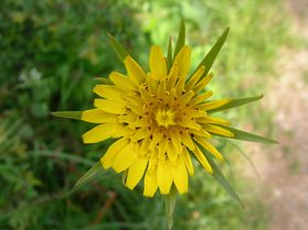 Tragopogon pratensis Bouissemai12