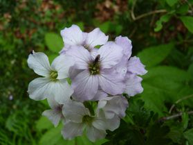 cardamine à sept folioles heptaphylla mai12 Bouisse