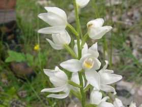 cephalantereDamas Bouissemai12