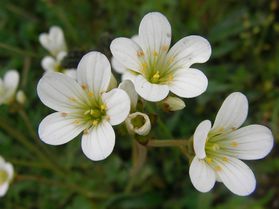 Saxifrage granulé-Bouisse-mai2012