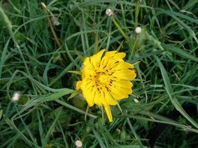 salsifisDouteux Tragopogon dubius juin14 Les Angles