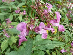 Impatiens glandulifera impatHimalaya Cantal sept2012