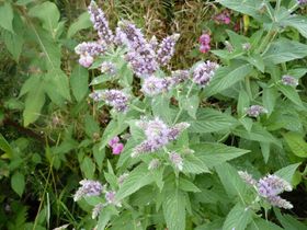 mentheLongifolia mentheLonguesFeuilles cantal sept2012