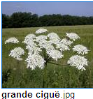 Capture grande cigue