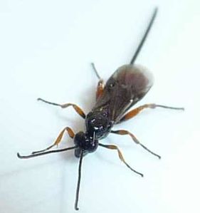 ichneumon 2