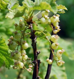 grades-fleurs-2010-090.jpg