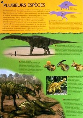 Doc-anime-Dinosaures-2.JPG