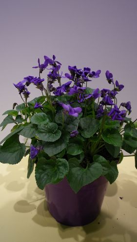 Violette du jardin pour un vrais printemps - passeur de plantes