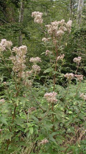 EupatoireChanvrine Eupatorium cannabinum Rieussec sept14