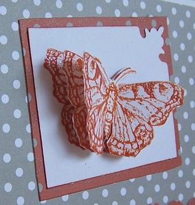 carte papillon2