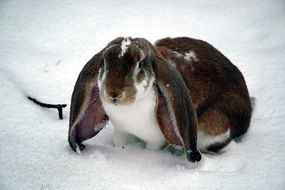 English-Lop-Rabbit-Breed