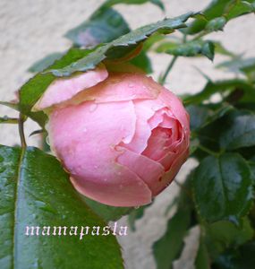 rose-decembre.jpg