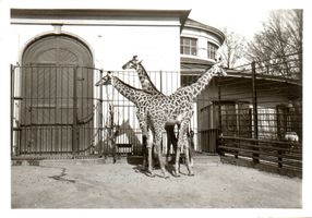 Zebre-Girafe006