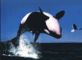 orca-2.jpg