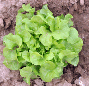 092011-salade-020