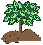 arb plante 055