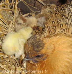 poules et poussins