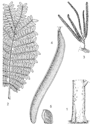 congo-acacia-Pentaclethra-macrophylla