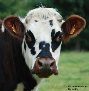 vache-tete-3