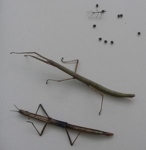 phasmes3