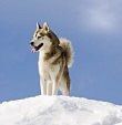 husky1.jpg