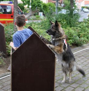 BRKSuchhundevorfuehrung 11 Schaeferhunddame Grace -Kopie-2