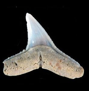 Carcharhinus priscus