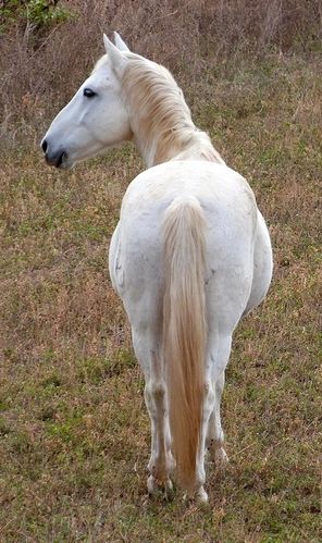 cheval-1r.jpg
