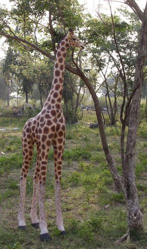 reproduction-de-girafe-en-resine.jpg