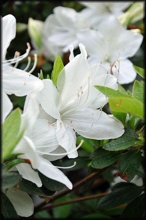 Jardin-Francois-13a.jpg