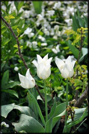 Jardin-Francois-39a.jpg