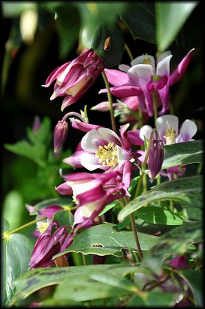 Jardin-Francois-41a.jpg