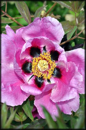 Jardin-Francois-48a.jpg