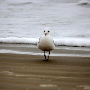 oiseaux-grande-plage-001.JPG