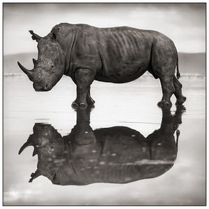 Nick-Brandt-RhinoonLake.jpg